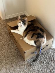 Lost Female Cat last seen Broadmoor and Norwich- Hidden Valley, Rio Rancho, NM 87144