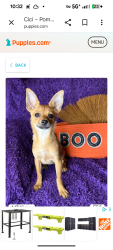 Lost Male Dog last seen Possibly Greenwood Cemetary, Decatur, TX 76234