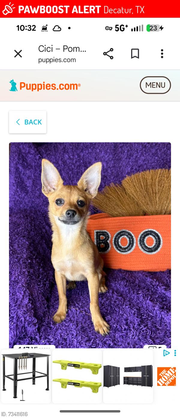 Lost Male Dog last seen Possibly Greenwood Cemetary, Decatur, TX 76234