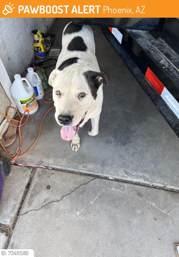 Found/Stray Male Dog last seen 37thave and Glendale, Phoenix, AZ 85083