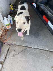 Found/Stray Male Dog last seen 37thave and Glendale, Phoenix, AZ 85083