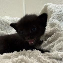 Shelter Stray Female Cat last seen F&B / Agronomy Rd, City of College Station, TX, 5359 Leonard Rd, Bryan, TX 77807, USA