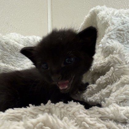 Shelter Stray Female Cat last seen F&B / Agronomy Rd, City of College Station, TX, 5359 Leonard Rd, Bryan, TX 77807, USA