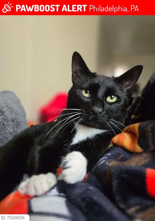Lost Male Cat last seen Hissy Park, Philadelphia, PA 19134