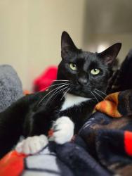 Lost Male Cat last seen Hissy Park, Philadelphia, PA 19134