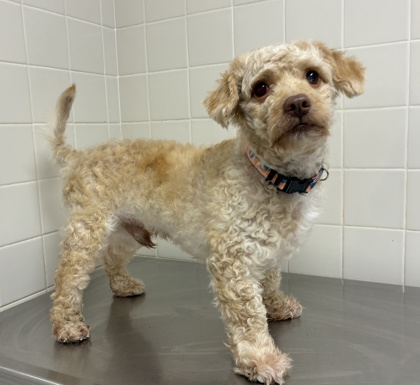 Shelter Stray Male Dog last seen Near Nacogdoches Rd, Within Coalition, TX, 11300 Nacogdoches Rd, San Antonio, TX 78217, USA