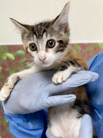 Shelter Stray Female Cat last seen Jockey St & Silver Bit, Within Coalition, TX, 11300 Nacogdoches Rd, San Antonio, TX 78217, USA