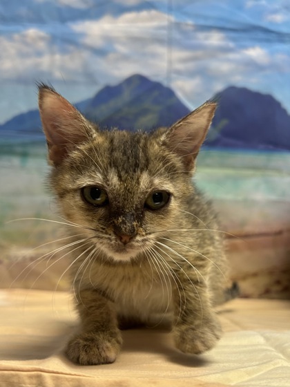 Shelter Stray Female Cat last seen Near bernhardt rd, Unknown, TX, 11300 Nacogdoches Rd, San Antonio, TX 78217, USA