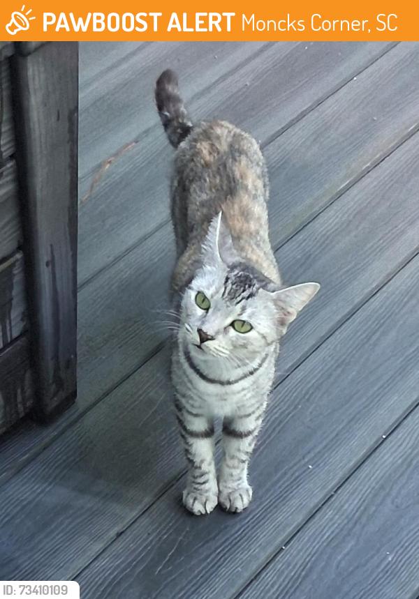 Found/Stray Unknown Cat last seen Waters Edge at Moultrie, Moncks Corner, SC 29461