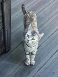 Found/Stray Unknown Cat last seen Waters Edge at Moultrie, Moncks Corner, SC 29461