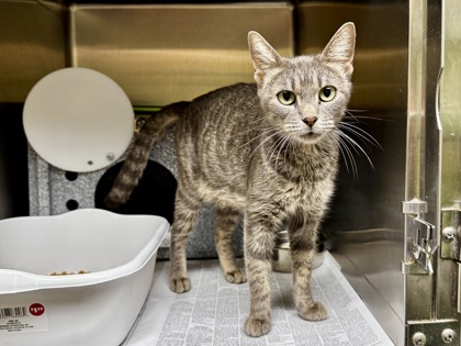Shelter Stray Female Cat last seen Near blk Dutch iris- FH, FOREST HILL, TX, 3961 Bluebell Dr, Everman, TX 76140, USA