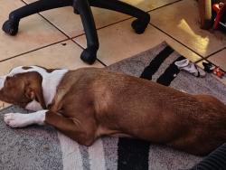 Found/Stray Female Dog last seen Near Decatur Ave SE, Albuquerque, NM 87108, Albuquerque, NM 87108