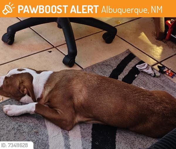 Found/Stray Female Dog last seen Near Decatur Ave SE, Albuquerque, NM 87108, Albuquerque, NM 87108
