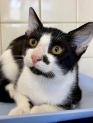 Shelter Stray Female Cat last seen Near Peck Ave, Within Coalition, TX, 11300 Nacogdoches Rd, San Antonio, TX 78217, USA