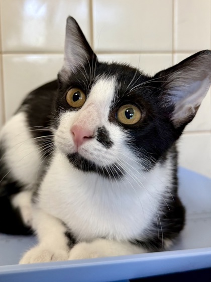 Shelter Stray Female Cat last seen Near Peck Ave, Within Coalition, TX, 11300 Nacogdoches Rd, San Antonio, TX 78217, USA