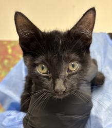 Shelter Stray Male Cat last seen Near Ward Ave, Within Coalition, TX, 11300 Nacogdoches Rd, San Antonio, TX 78217, USA