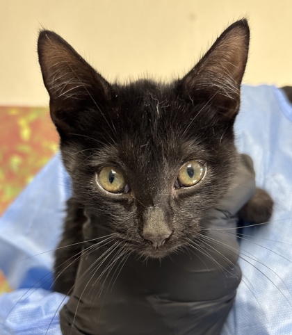 Shelter Stray Male Cat last seen Near Ward Ave, Within Coalition, TX, 11300 Nacogdoches Rd, San Antonio, TX 78217, USA
