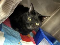 Shelter Stray Female Cat last seen Near Iota Dr, Unknown, TX, 11300 Nacogdoches Rd, San Antonio, TX 78217, USA