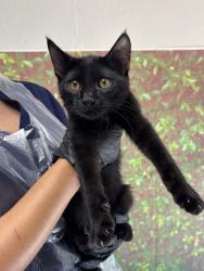 Shelter Stray Male Cat last seen Near Claymore, Within Coalition, TX, 11300 Nacogdoches Rd, San Antonio, TX 78217, USA