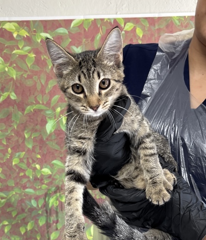 Shelter Stray Female Cat last seen Near Claymore, Within Coalition, TX, 11300 Nacogdoches Rd, San Antonio, TX 78217, USA