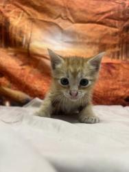 Shelter Stray Male Cat last seen dumped at league, Unknown,, 11300 Nacogdoches Rd, San Antonio, TX 78217, USA