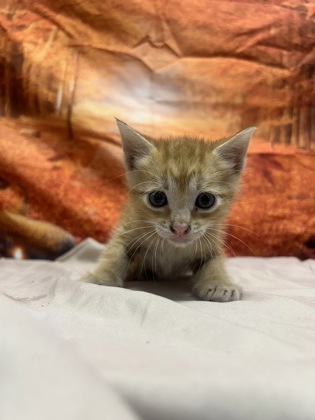 Shelter Stray Male Cat last seen dumped at league, Unknown,, 11300 Nacogdoches Rd, San Antonio, TX 78217, USA