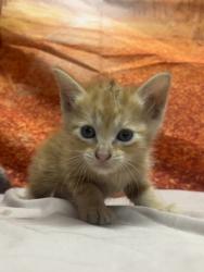 Shelter Stray Female Cat last seen dumped at league, Unknown,, 11300 Nacogdoches Rd, San Antonio, TX 78217, USA