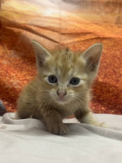 Shelter Stray Female Cat last seen dumped at league, Unknown,, 11300 Nacogdoches Rd, San Antonio, TX 78217, USA