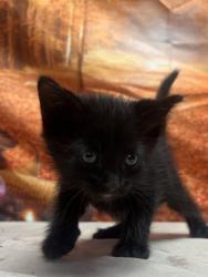 Shelter Stray Male Cat last seen dumped at league, Unknown,, 11300 Nacogdoches Rd, San Antonio, TX 78217, USA