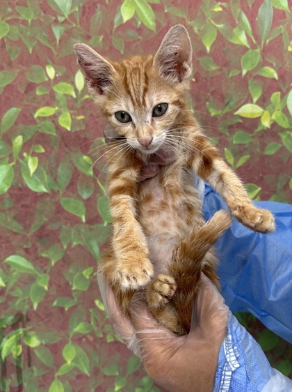Shelter Stray Male Cat last seen Nogalitos & Jennings, Within Coalition, TX, 11300 Nacogdoches Rd, San Antonio, TX 78217, USA