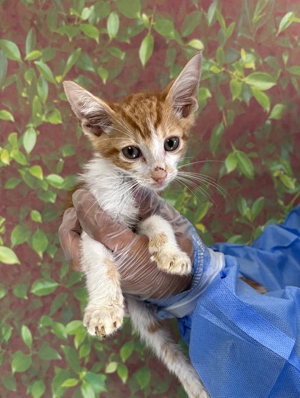 Shelter Stray Male Cat last seen Nogalitos & Jennings, Within Coalition, TX, 11300 Nacogdoches Rd, San Antonio, TX 78217, USA