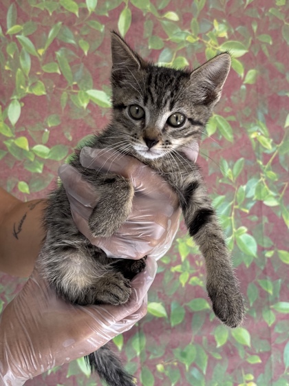 Shelter Stray Female Cat last seen Dollarhide Ave & Pecan Valley Dr, Within Coalition, TX, 11300 Nacogdoches Rd, San Antonio, TX 78217, USA