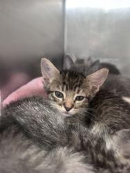 Shelter Stray Female Cat last seen northeast, Within Coalition, TX, 11300 Nacogdoches Rd, San Antonio, TX 78217, USA