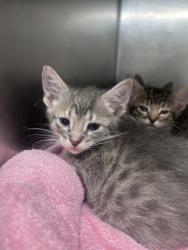 Shelter Stray Male Cat last seen northeast, Within Coalition, TX, 11300 Nacogdoches Rd, San Antonio, TX 78217, USA