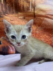 Shelter Stray Male Cat last seen Old pearsall rd, Unknown, TX, 11300 Nacogdoches Rd, San Antonio, TX 78217, USA