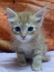Shelter Stray Male Cat last seen Old pearsall rd, Unknown, TX, 11300 Nacogdoches Rd, San Antonio, TX 78217, USA