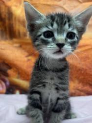 Shelter Stray Male Cat last seen Old pearsall rd, Unknown, TX, 11300 Nacogdoches Rd, San Antonio, TX 78217, USA