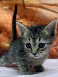 Shelter Stray Female Cat last seen Old pearsall rd, Unknown, TX, 11300 Nacogdoches Rd, San Antonio, TX 78217, USA