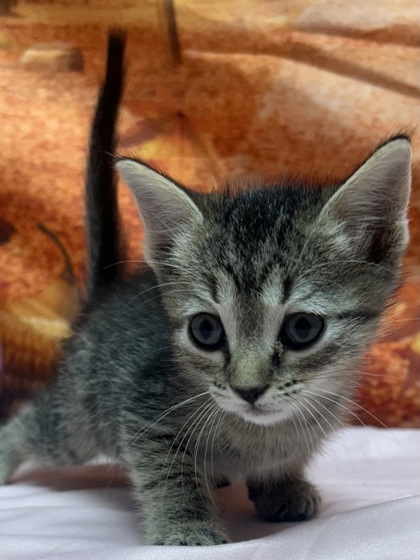Shelter Stray Female Cat last seen Old pearsall rd, Unknown, TX, 11300 Nacogdoches Rd, San Antonio, TX 78217, USA