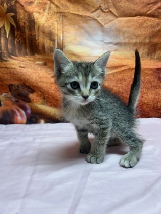 Shelter Stray Female Cat last seen Old pearsall rd, Unknown, TX, 11300 Nacogdoches Rd, San Antonio, TX 78217, USA