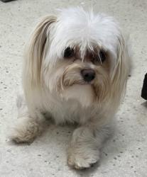Shelter Stray Male Dog last seen District and Gosford, City, CA, 3000 Gibson St, Bakersfield, CA 93308, USA