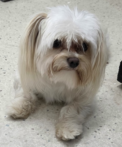 Shelter Stray Male Dog last seen District and Gosford, City, CA, 3000 Gibson St, Bakersfield, CA 93308, USA