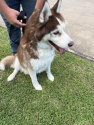 Found/Stray Unknown Dog last seen At Industrial Solutions, Alvin, TX 77511