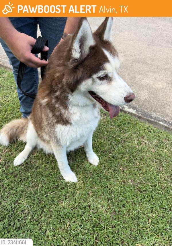 Found/Stray Unknown Dog last seen At Industrial Solutions, Alvin, TX 77511