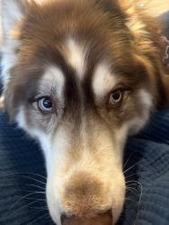 Lost Male Dog last seen Near ladino st Boca raton FL, Boca Raton, FL 33428