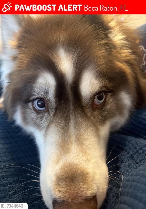Lost Male Dog last seen Near ladino st Boca raton FL, Boca Raton, FL 33428