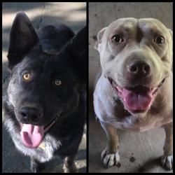 Reunited Female Dog last seen Lookout Mountain, Georgia 30738, USA, Walker County, GA 30738