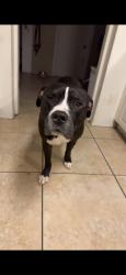Reunited Male Dog last seen Near E San Fernando Dr, Scottsdale, AZ 85255, USA, Scottsdale, AZ 85255