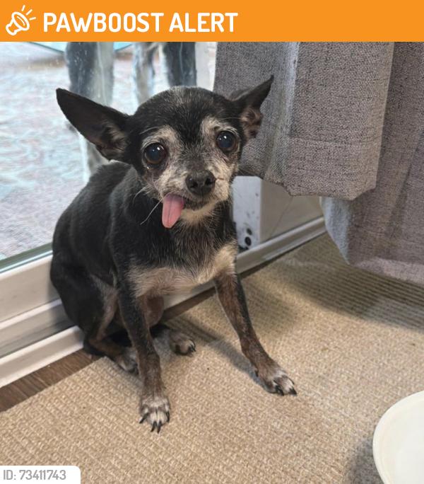 Found/Stray Female Dog last seen Smithfield & Turner, North Richland Hills, TX 76182