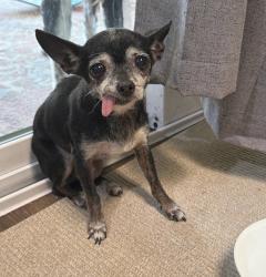 Found/Stray Female Dog last seen Smithfield & Turner, North Richland Hills, TX 76182